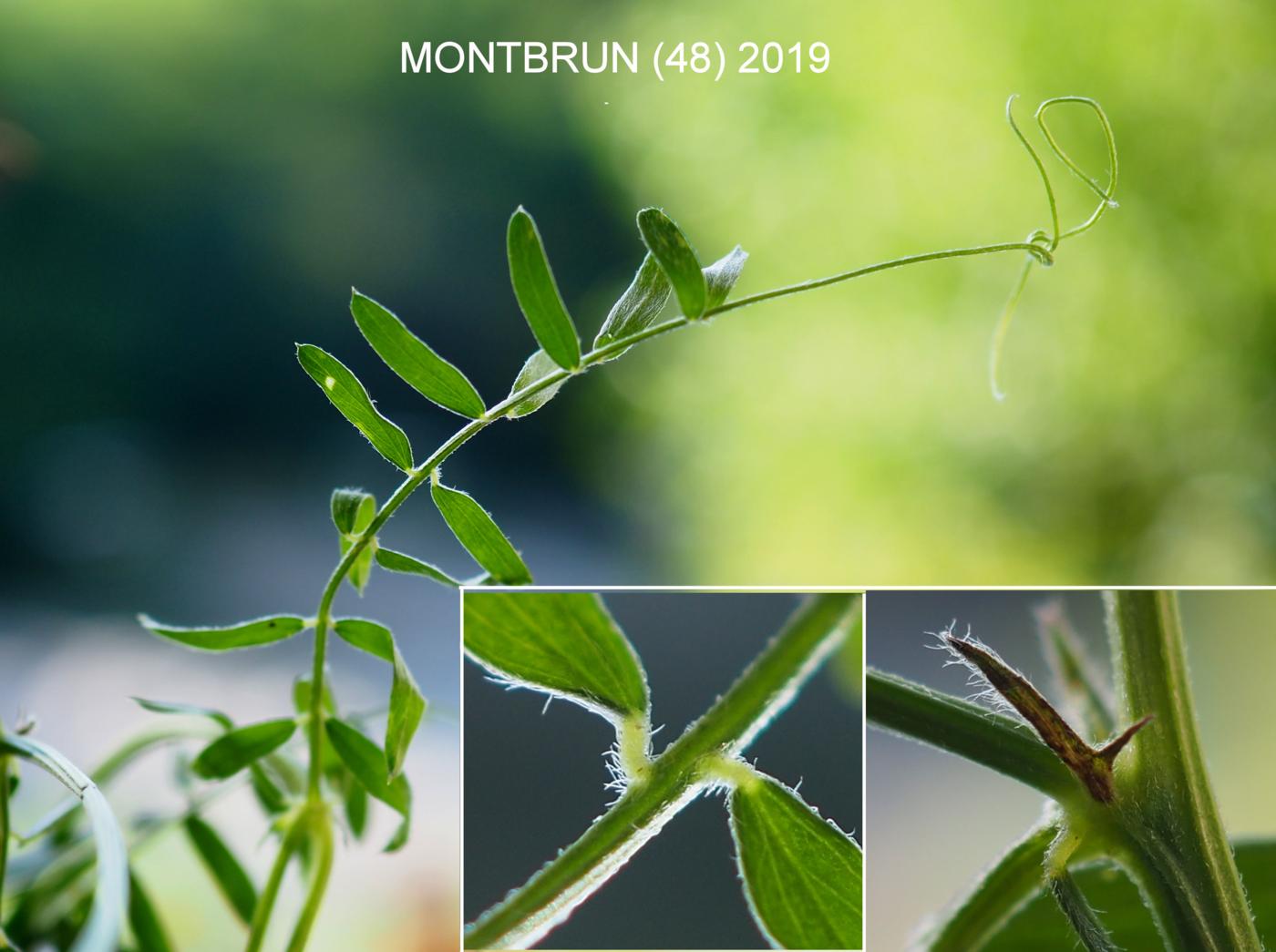 Vetch, Tufted leaf